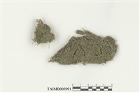 藏品(綠透塔葉蘚)的圖片